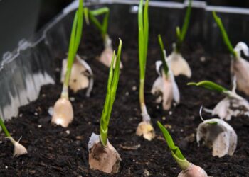 plantio de alho em casa