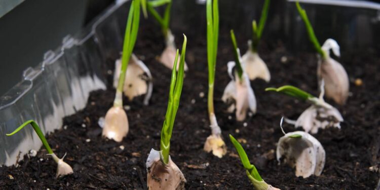 plantio de alho em casa