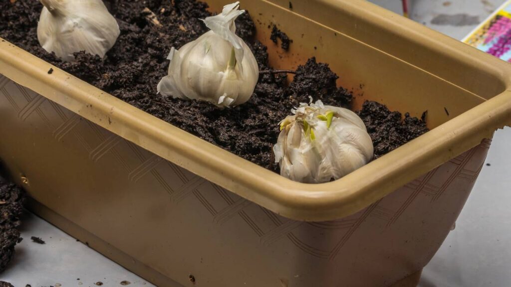 plantio de alho em casa