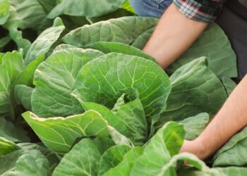 plantar repolho em casa