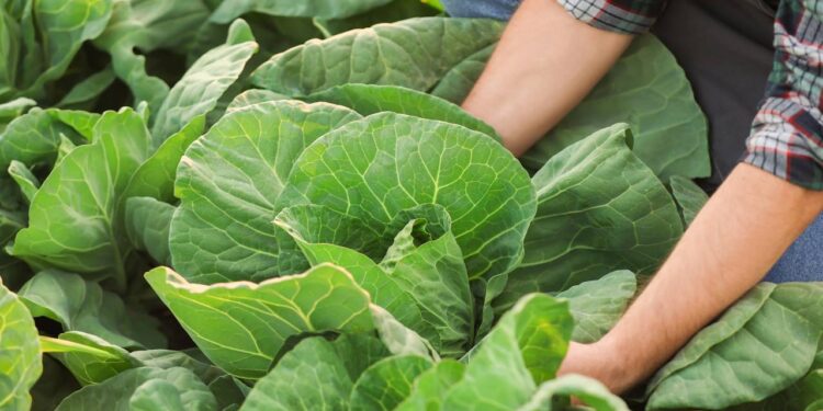 plantar repolho em casa