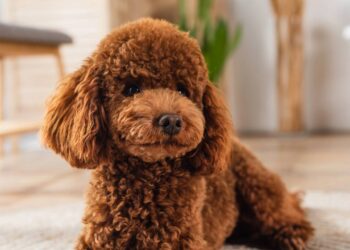 As melhores raças de cães para fazer companhia a idosos