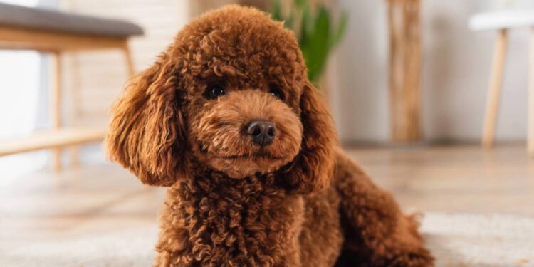 As melhores raças de cães para fazer companhia a idosos