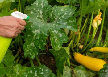 Pragas de janeiro ameaçam plantas e exigem atenção redobrada no verão