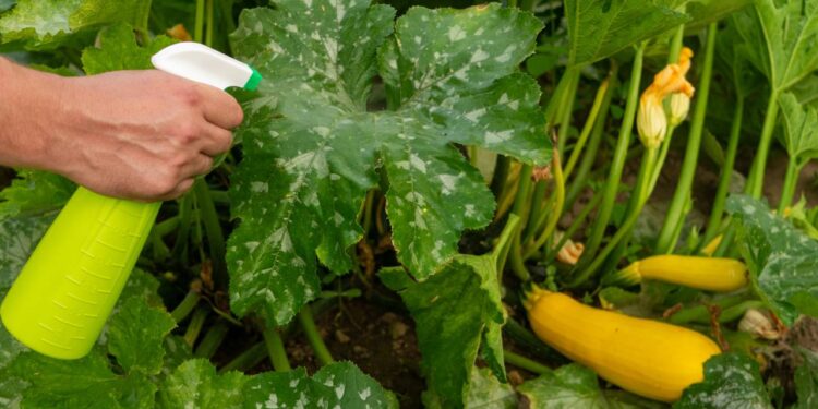 Pragas de janeiro ameaçam plantas e exigem atenção redobrada no verão