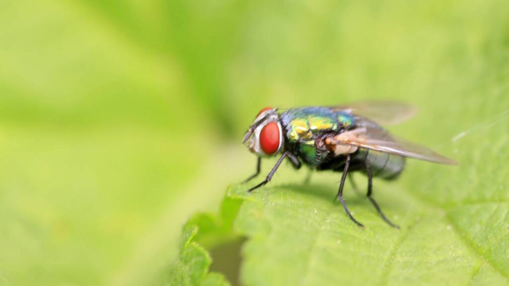 Métodos caseiros mostram como itens comuns podem ser usados no controle de moscas e baratas