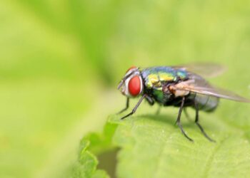 Como evitar baratas e moscas no verão com misturas caseiras simples e eficazes
