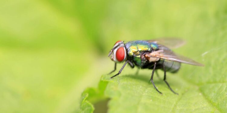 Métodos caseiros mostram como itens comuns podem ser usados no controle de moscas e baratas