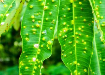 folha infestada com pulgão
