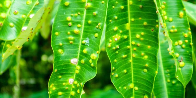 folha infestada com pulgão