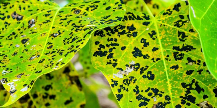 Água, sabão e alho: a mistura eficaz para eliminar pulgões do seu jardim