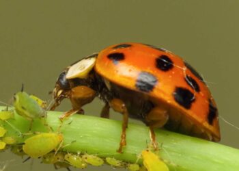 joaninha papando um pulgão