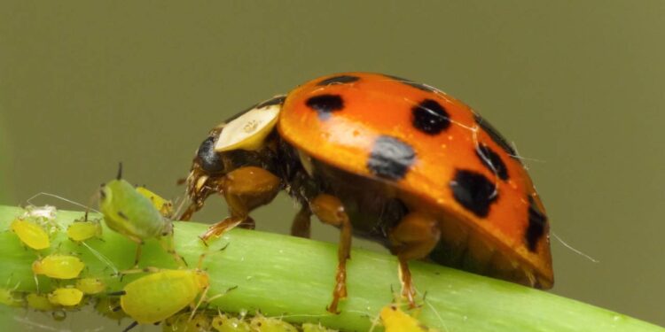 joaninha papando um pulgão