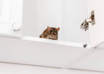 Como prevenir a chegada de roedores e proteger sua casa neste verão