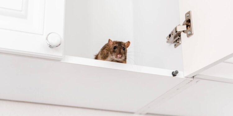 Como prevenir a chegada de roedores e proteger sua casa neste verão