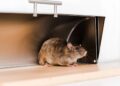 Prevenção de ratos: hábitos diários para manter a casa segura no verão