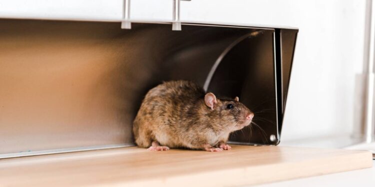 Prevenção de ratos: hábitos diários para manter a casa segura no verão