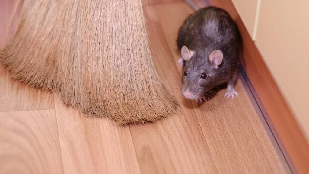 afastar ratos de casa