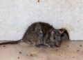 Prevenção de ratos: hábitos diários para manter a casa segura no verão