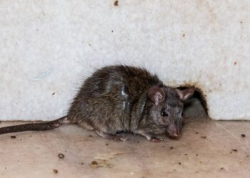 Prevenção de ratos: hábitos diários para manter a casa segura no verão