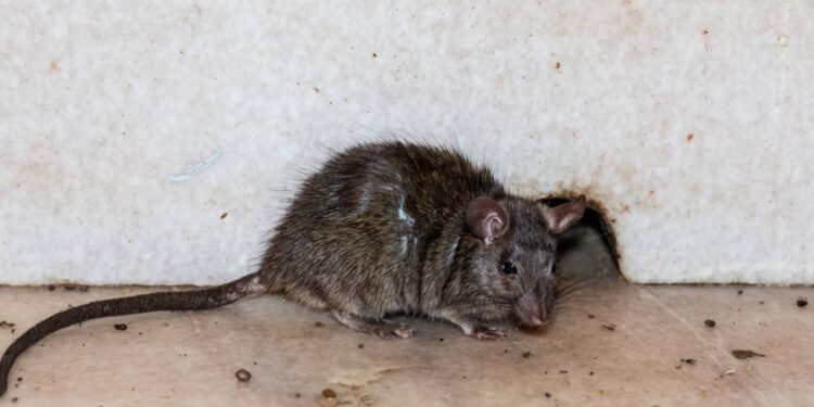 Prevenção de ratos: hábitos diários para manter a casa segura no verão