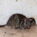 Prevenção de ratos: hábitos diários para manter a casa segura no verão