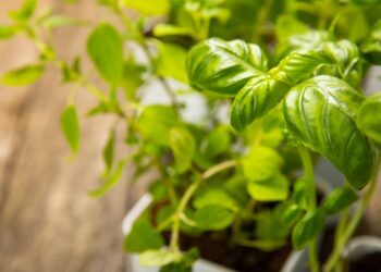 Aprenda a plantar salsinha sem erro, desde a semeadura até a colheita, com dicas práticas