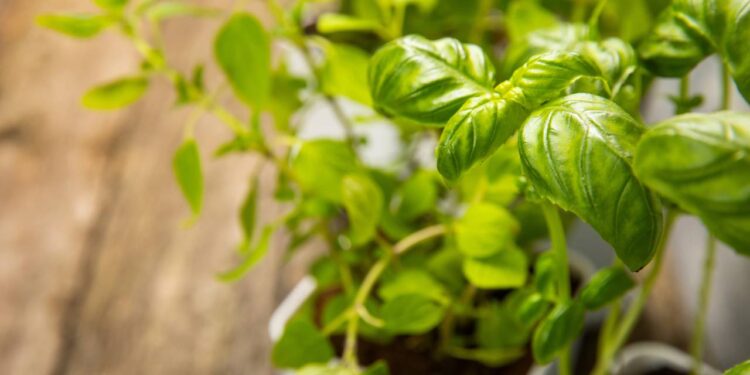 Aprenda a plantar salsinha sem erro, desde a semeadura até a colheita, com dicas práticas