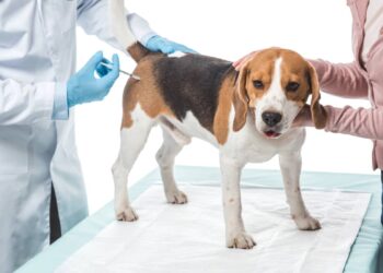 Cuidados simples de higiene permitem monitorar a saúde de cães e gatos e reduzir riscos de infecções e desconfortos