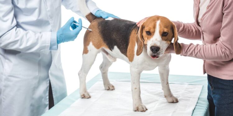 Cuidados simples de higiene permitem monitorar a saúde de cães e gatos e reduzir riscos de infecções e desconfortos