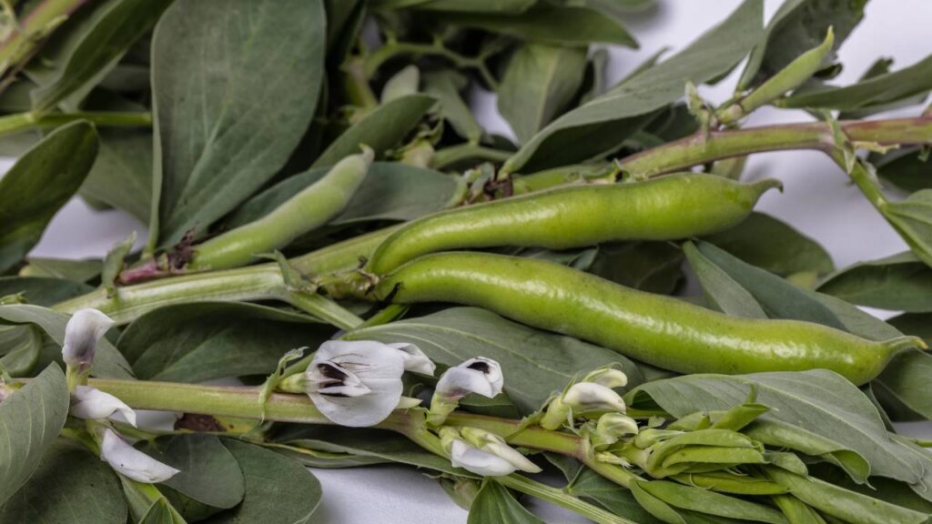 plantar vagem em casa