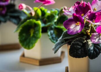 Como plantar e cuidar de violetas-africanas em vasos para flores saudáveis o ano todo