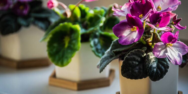 Como plantar e cuidar de violetas-africanas em vasos para flores saudáveis o ano todo