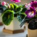 Como plantar e cuidar de violetas-africanas em vasos para flores saudáveis o ano todo