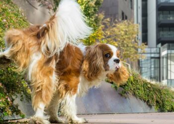 O jeito simples de tirar cheiro de xixi de cachorro e manter a casa tranquila