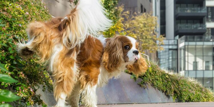 O jeito simples de tirar cheiro de xixi de cachorro e manter a casa tranquila