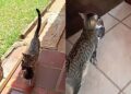 Gata atravessa muros e leva filhotes um a um para apresentá-los a família que conquistou sua confiança