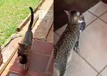 Gata atravessa muros e leva filhotes um a um para apresentá-los a família que conquistou sua confiança