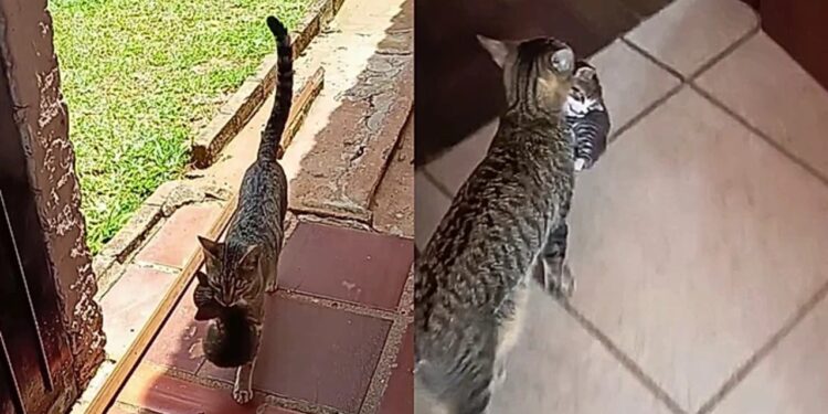 Gata atravessa muros e leva filhotes um a um para apresentá-los a família que conquistou sua confiança