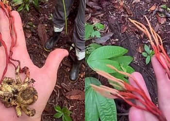 Fungo parasita em tarântula na Amazônia chama atenção, viraliza e lembra The Last of Us