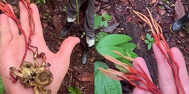 Fungo parasita em tarântula na Amazônia chama atenção, viraliza e lembra The Last of Us