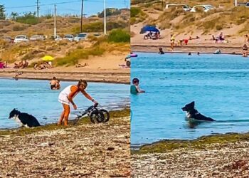 Tutora tira cão da cadeirinha para ele se divertir no mar, e alegria dele emociona milhões
