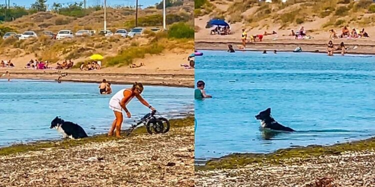 Tutora tira cão da cadeirinha para ele se divertir no mar, e alegria dele emociona milhões