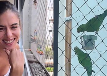 Moça transforma janela do apartamento em 'santuário de pássaros'