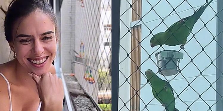 Moça transforma janela do apartamento em 'santuário de pássaros'