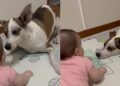  Cão vira-lata cria forma cuidadosa para brincar com menininha e fofurice viraliza