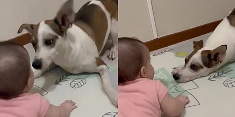  Cão vira-lata cria forma cuidadosa para brincar com menininha e fofurice viraliza
