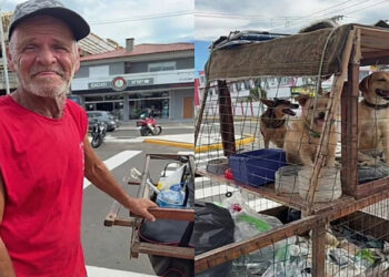 Como um catador protege seus cães do calor com carrinho adaptado e água fresca