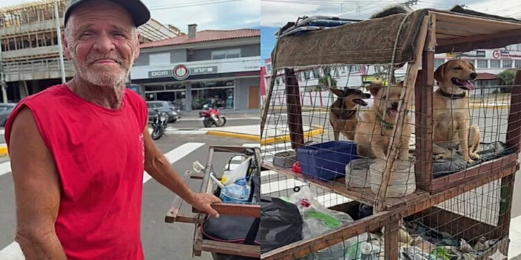 Como um catador protege seus cães do calor com carrinho adaptado e água fresca