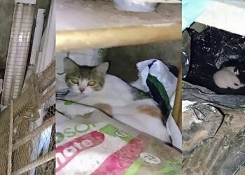 Três gatas dão à luz 10 filhotes em menos de 48 horas na casa de moradora
